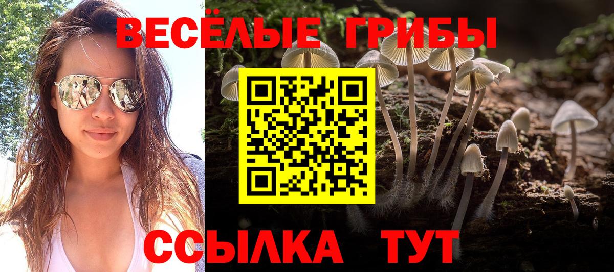 Кириши  магазин  наркотиков  Вход с VPN  Галлюциногенные грибы Psilocybine cubensis 